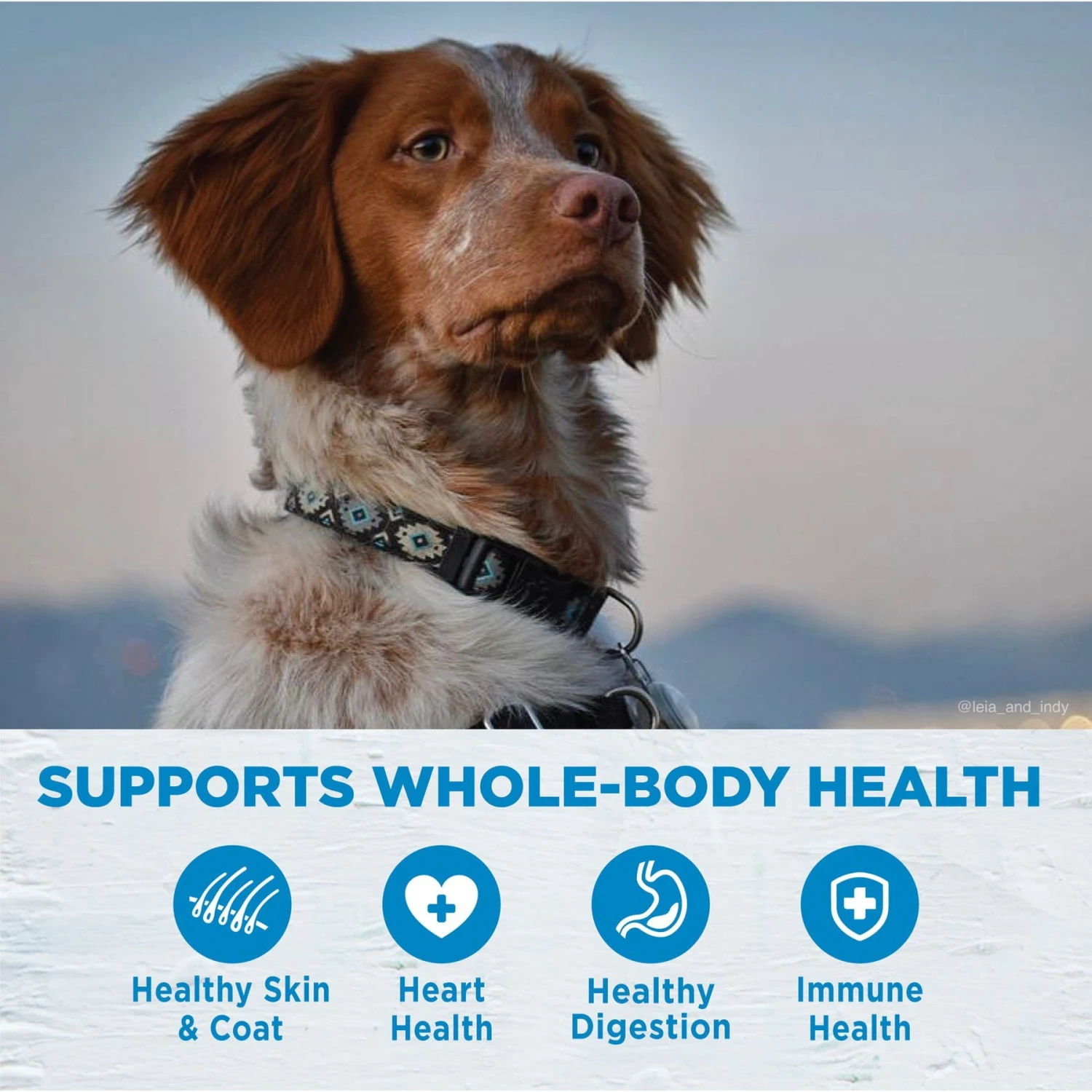 Wellness Simple Limited Ingredient Diet Lamb & Oatmeal Formula Dry Dog Food 6 Wellness Simple Limited Ingredient Diet Lamb & Oatmeal Formula Dry Dog Food - Image 4