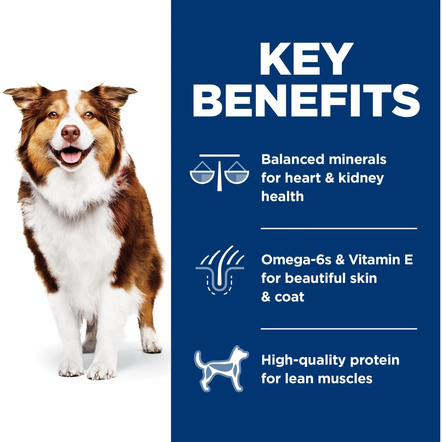 Hill's Science Diet Adult 7+ Chicken Meal, Rice & Barley Recipe Dry Dog Food 8 Hill's Science Diet Adult 7+ Chicken Meal, Rice & Barley Recipe Dry Dog Food - Image 6