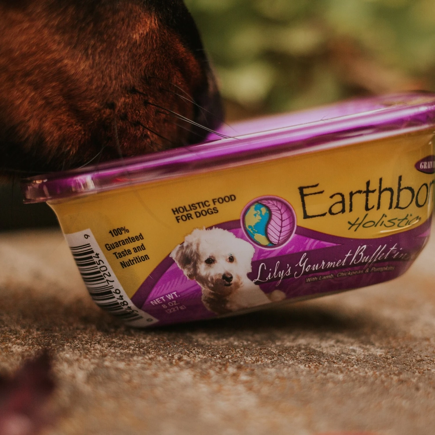 Earthborn Holistic Lily's Gourmet Buffet Grain-Free Natural Moist Dog Food 10 Earthborn Holistic Lily's Gourmet Buffet Grain-Free Natural Moist Dog Food - Image 8