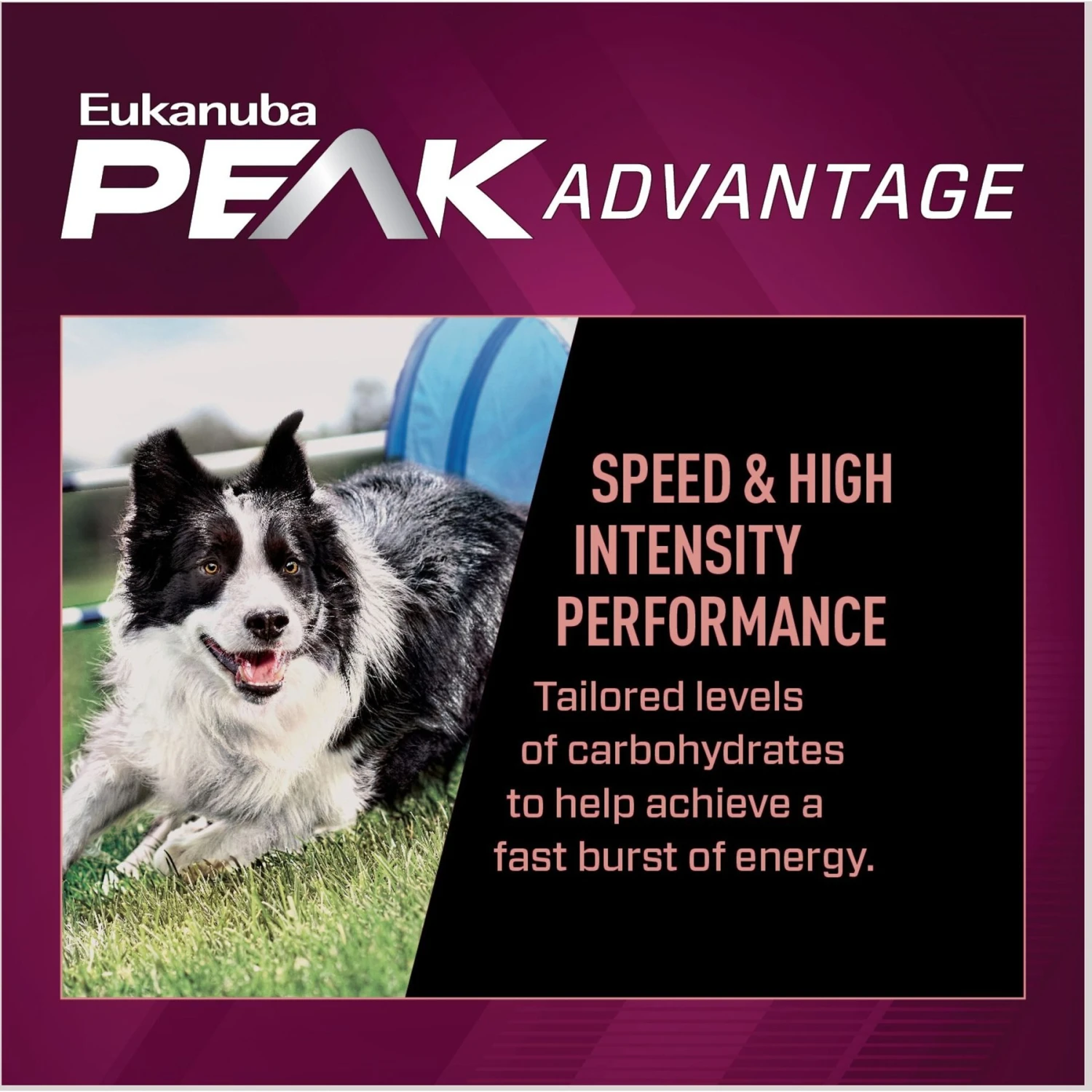 Eukanuba Premium Performance 21/13 SPRINT Adult Dry Dog Food 6 Eukanuba Premium Performance 21/13 SPRINT Adult Dry Dog Food - Image 4