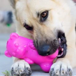 Ruff Dawg Gummy Bear Treat Dispenser Dog Toy, Color Varies -Snuggle Paws 53877 PT2. AC SS1800 V1602290161