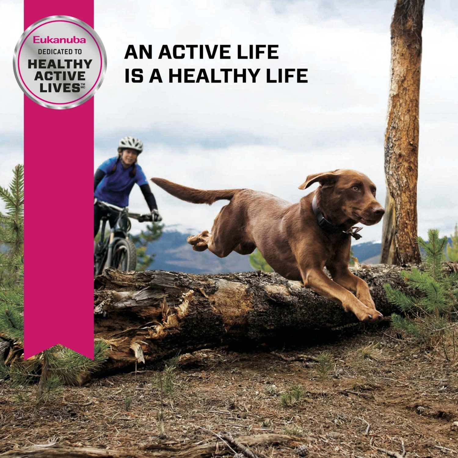 Eukanuba Senior Large Breed Dry Dog Food 10 Eukanuba Senior Large Breed Dry Dog Food - Image 8