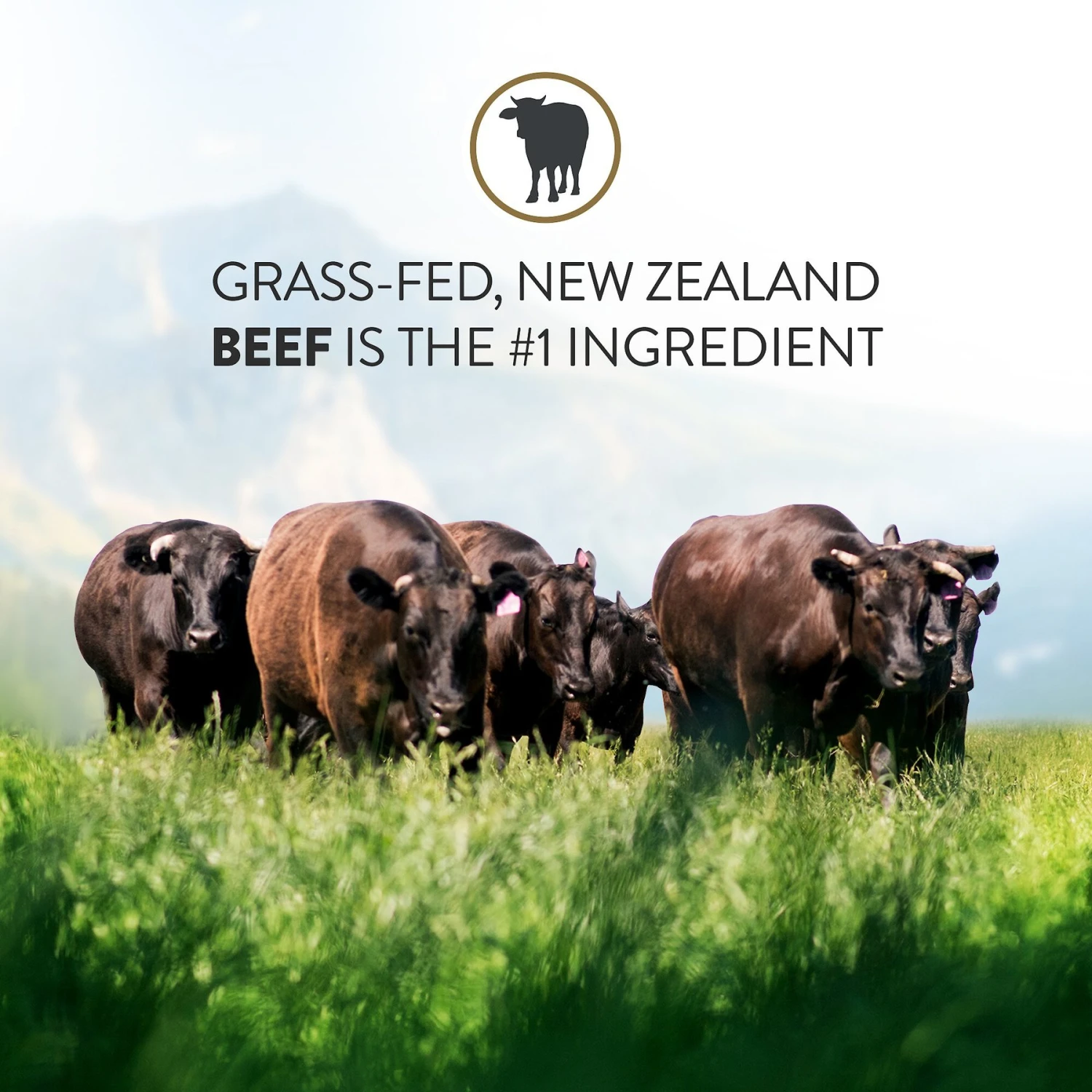 Addiction Steakhouse Beef & Zucchini Entree Raw Dehydrated Dog Food 6 Addiction Steakhouse Beef & Zucchini Entree Raw Dehydrated Dog Food - Image 4