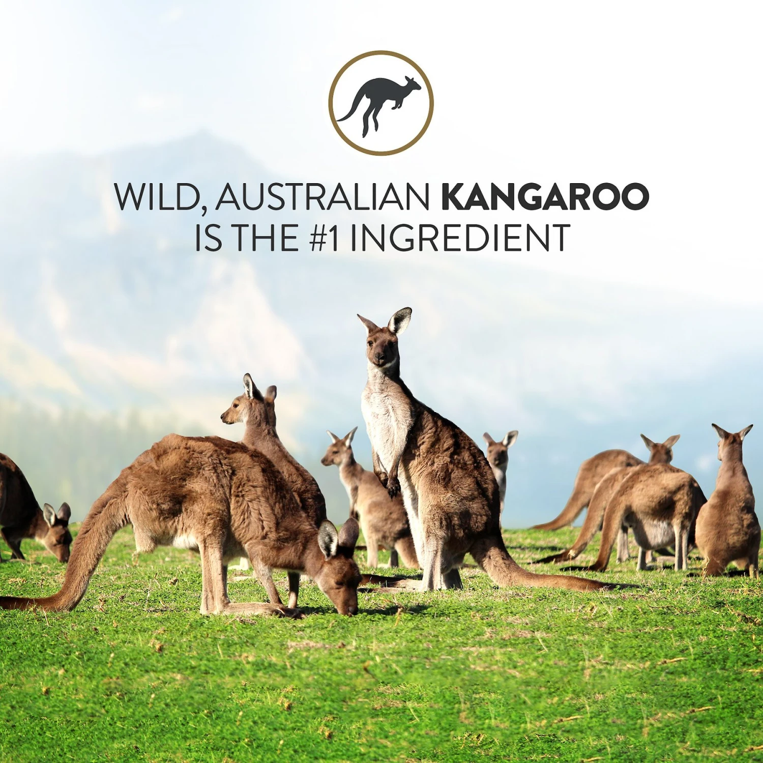 Addiction Outback Kangaroo Feast Raw Dehydrated Dog Food 6 Addiction Outback Kangaroo Feast Raw Dehydrated Dog Food - Image 4