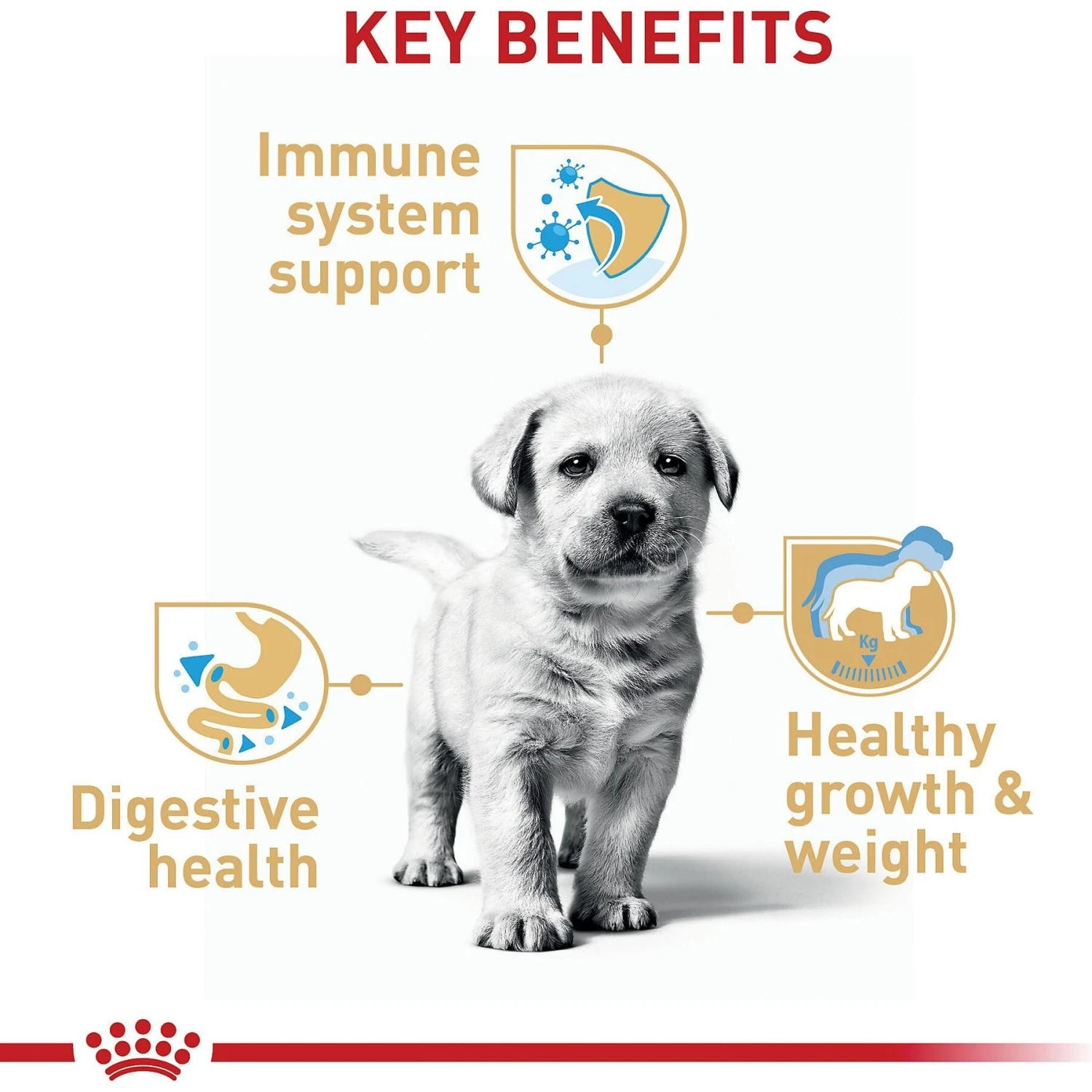 Royal Canin Breed Health Nutrition Labrador Retriever Puppy Dry Dog Food 7 Royal Canin Breed Health Nutrition Labrador Retriever Puppy Dry Dog Food - Image 5