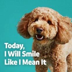 Vibeful Dental Health Chicken Flavored Powder Dental Supplement For Dogs & Cats -Snuggle Paws 617222 PT6. AC SS1800 V1674656202