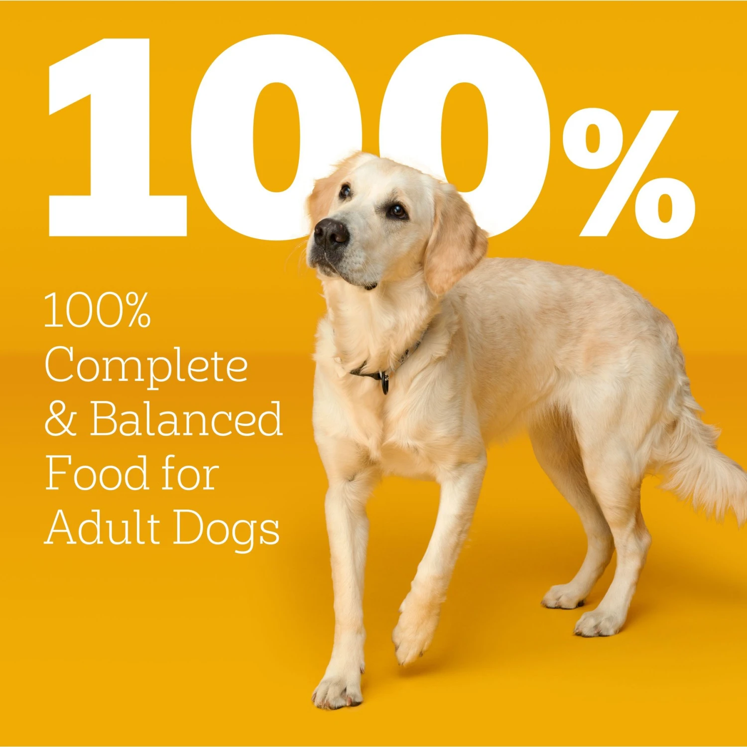 Pedigree With MarroBites Steak & Vegetable Flavor Pieces Adult Dry Dog Food, 36-lb Bag 10 Pedigree With MarroBites Steak & Vegetable Flavor Pieces Adult Dry Dog Food, 36-lb Bag - Image 8