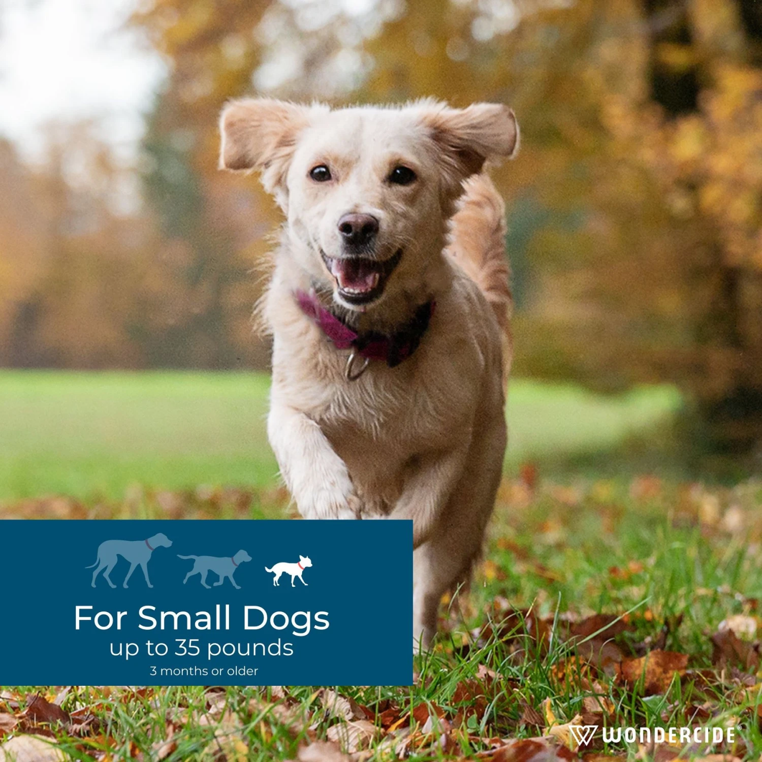 Wondercide Spot-On Peppermint Flea & Tick Spot Treatment For Small Dogs, 3 Doses (3-mos. Supply) 6 Wondercide Spot-On Peppermint Flea & Tick Spot Treatment For Small Dogs, 3 Doses (3-mos. Supply) - Image 4