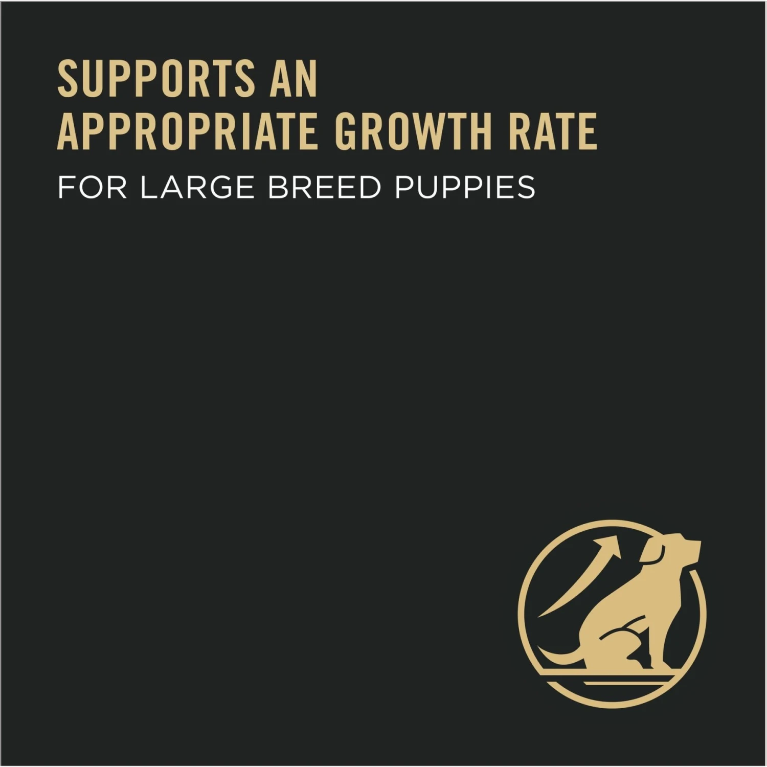 Purina Pro Plan High Protein Chicken & Rice Formula Large Breed Dry Puppy Food 6 Purina Pro Plan High Protein Chicken & Rice Formula Large Breed Dry Puppy Food - Image 4