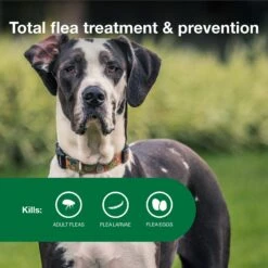 Advantage II Flea Spot Treatment For Dogs, Over 55 Lbs 14 Advantage II Flea Spot Treatment For Dogs, Over 55 Lbs -Snuggle Paws 73929 PT3. AC SS1800 V1680188113