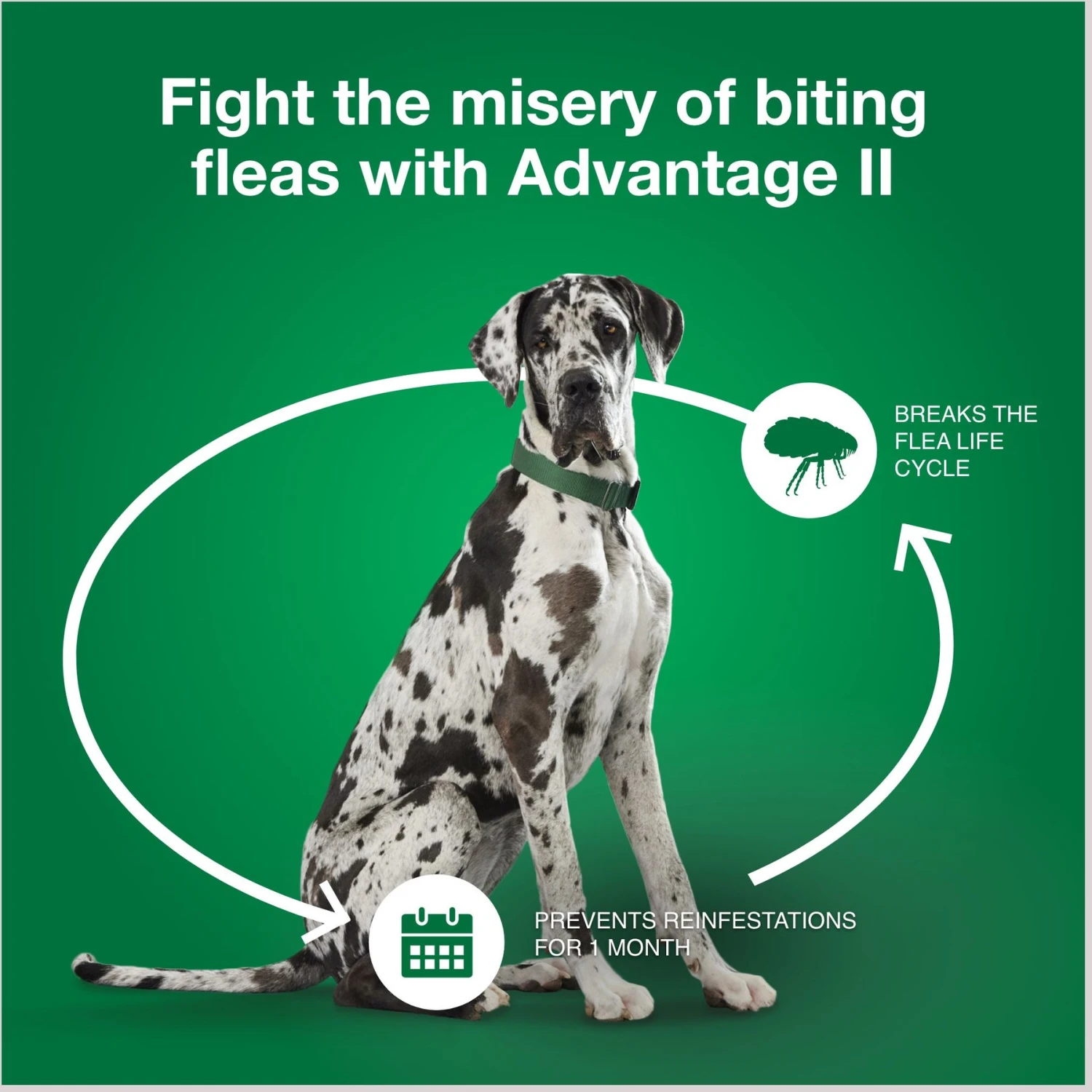 Advantage II Flea Spot Treatment For Dogs, Over 55 Lbs 9 Advantage II Flea Spot Treatment For Dogs, Over 55 Lbs - Image 7