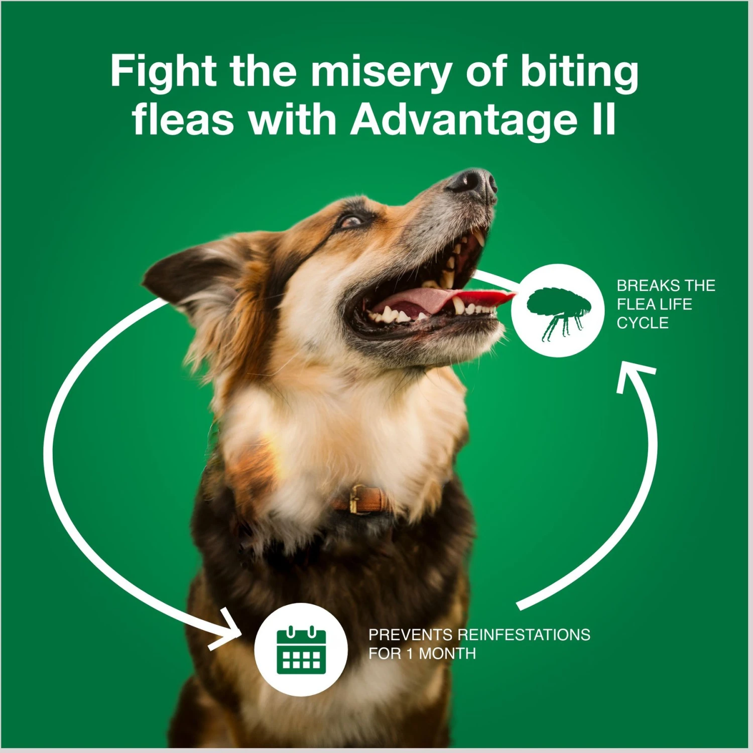 Advantage II Flea Treatment For Dogs, 21-55 Lbs 9 Advantage II Flea Treatment For Dogs, 21-55 Lbs - Image 7