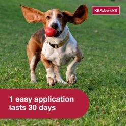 K9 Advantix II Flea & Tick Spot Treatment For Dogs, 4-10 Lbs 16 K9 Advantix II Flea & Tick Spot Treatment For Dogs, 4-10 Lbs -Snuggle Paws 74394 PT5. AC SS1800 V1680187114