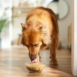 The Honest Kitchen Functional POUR OVERS Revive & Restore Chicken & Pumpkin Stew Dog Food Topper, 5.5-oz Can, Case Of 12 -Snuggle Paws 747366 PT3. AC SS1800 V1682711415