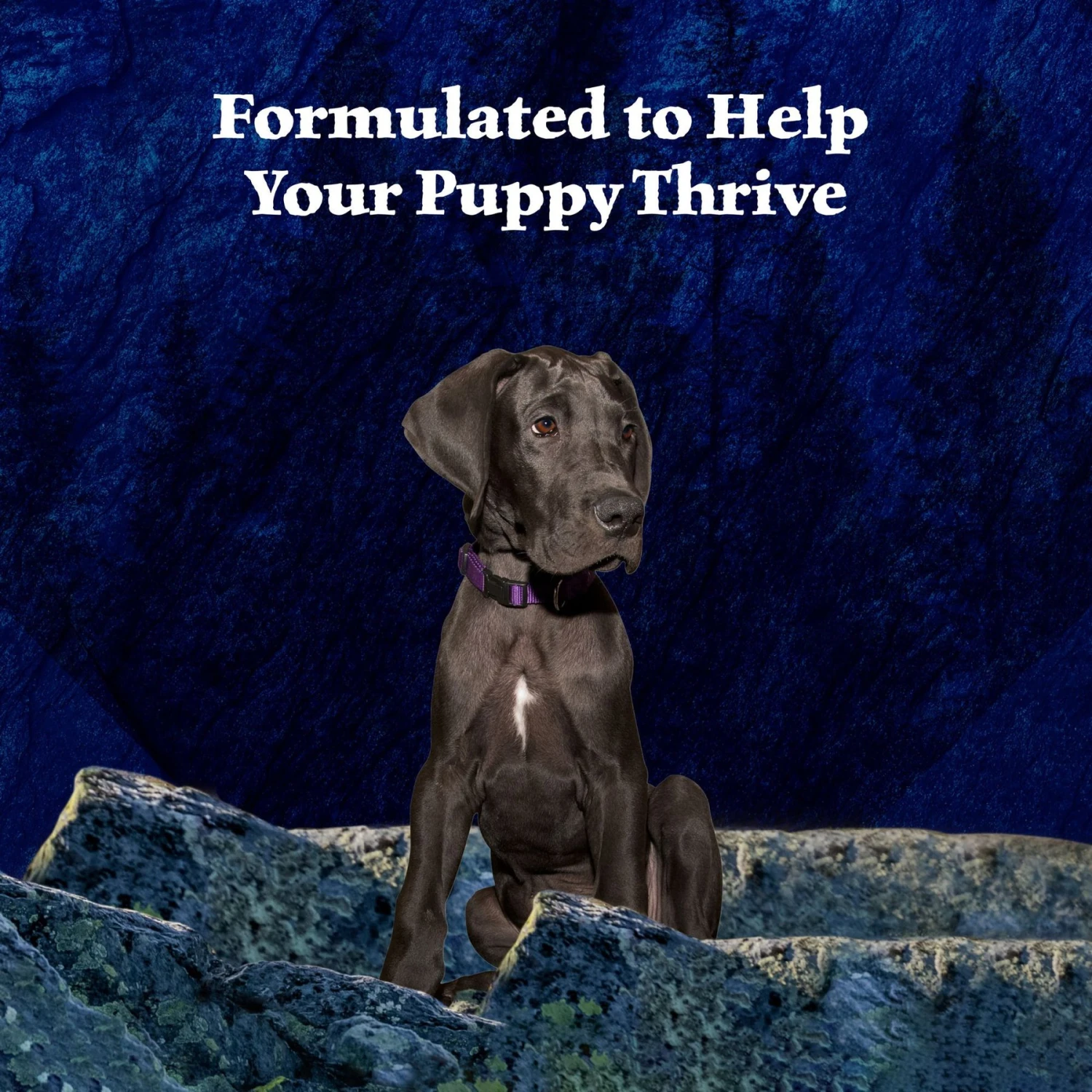 Blue Buffalo Wilderness Turkey & Chicken Grill Grain-Free Puppy Canned Dog Food 6 Blue Buffalo Wilderness Turkey & Chicken Grill Grain-Free Puppy Canned Dog Food - Image 4