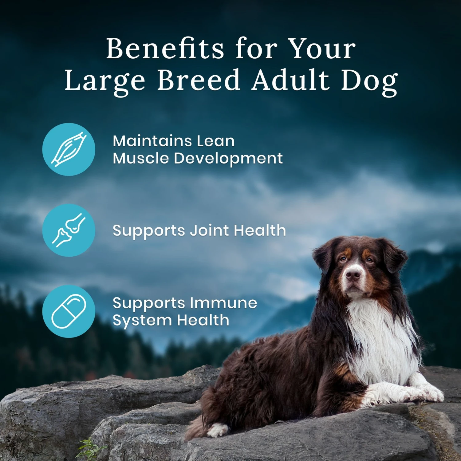 Blue Buffalo Blue Wilderness Premier Blend With Meaty Cuts Chicken Large Breed Adult Dry Dog Food, 24-lb Bag 9 Blue Buffalo Blue Wilderness Premier Blend With Meaty Cuts Chicken Large Breed Adult Dry Dog Food, 24-lb Bag - Image 7