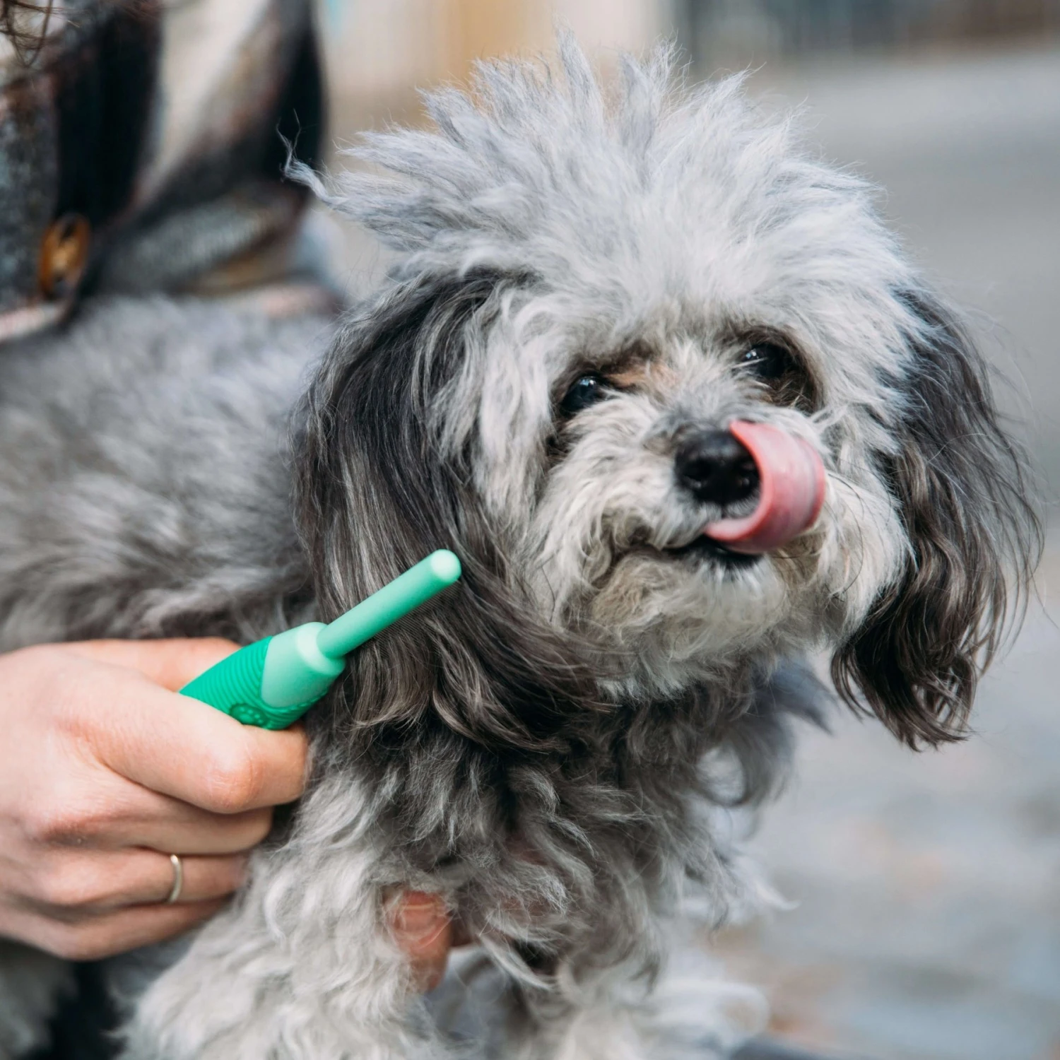 Li'l Pals Dog Flea Comb 7 Li'l Pals Dog Flea Comb - Image 5