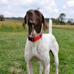 SecureAway Dog Flea Collar Protector & Seresto Flea & Tick Collar For Dogs, Over 18 Lbs 15 SecureAway Dog Flea Collar Protector & Seresto Flea & Tick Collar For Dogs, Over 18 Lbs -Snuggle Paws 796894 PT4. AC SS1800 V1678292829