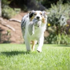 Hyper Pet Doggie Tail Interactive Dog Toy -Snuggle Paws 80151 PT6. AC SS1800 V1639093362