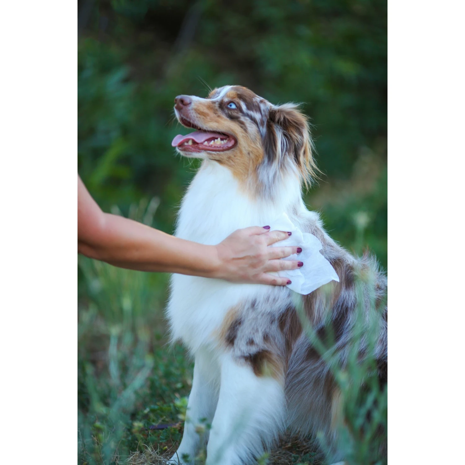 Earthbath Green Tea & Awapuhi Cat & Dog Grooming Wipes, 100 Count 4 Earthbath Green Tea & Awapuhi Cat & Dog Grooming Wipes, 100 Count - Image 2