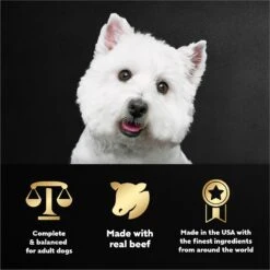 Cesar Filets In Gravy Beef Variety Pack Small Breed Adult Wet Dog Food Trays -Snuggle Paws 86464 PT4. AC SS1800 V1695676461