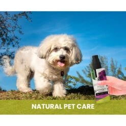 Gou Gou Pets Calming Dog & Cat Spray For Anxiety, 8-oz Bottle 16 Gou Gou Pets Calming Dog & Cat Spray For Anxiety, 8-oz Bottle -Snuggle Paws 918054 PT6. AC SS1800 V1694442933