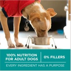 Purina ONE Plus Digestive Health Formula Dry Dog Food, 8-lb Bag 17 Purina ONE Plus Digestive Health Formula Dry Dog Food, 8-lb Bag -Snuggle Paws 918766 PT6. AC SS1800 V1694623175