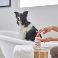 Douxo S3 PYO Antiseptic Antifungal Chlorhexidine Dog & Cat Shampoo & Douxo S3 PYO Antiseptic Antifungal Chlorhexidine Dog Mousse, 5.1-oz Bottle -Snuggle Paws 933478 PT4. AC SS1800 V1692305569