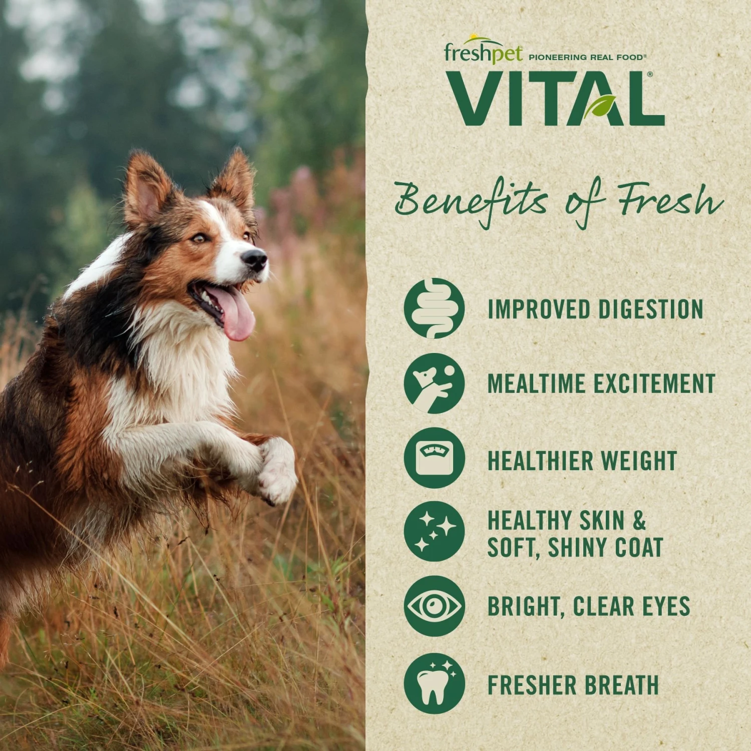 Freshpet Dognation Chicken Recipe Fresh Dog Treats & Freshpet Vital Chicken Recipe Grain-Free Small Breed Fresh Dog Food 11 Freshpet Dognation Chicken Recipe Fresh Dog Treats & Freshpet Vital Chicken Recipe Grain-Free Small Breed Fresh Dog Food - Image 9