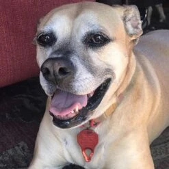 The Tick Patrol Aluminum Tick Remover Tool -Snuggle Paws 983150 PT4. AC SS1800 V1699634777